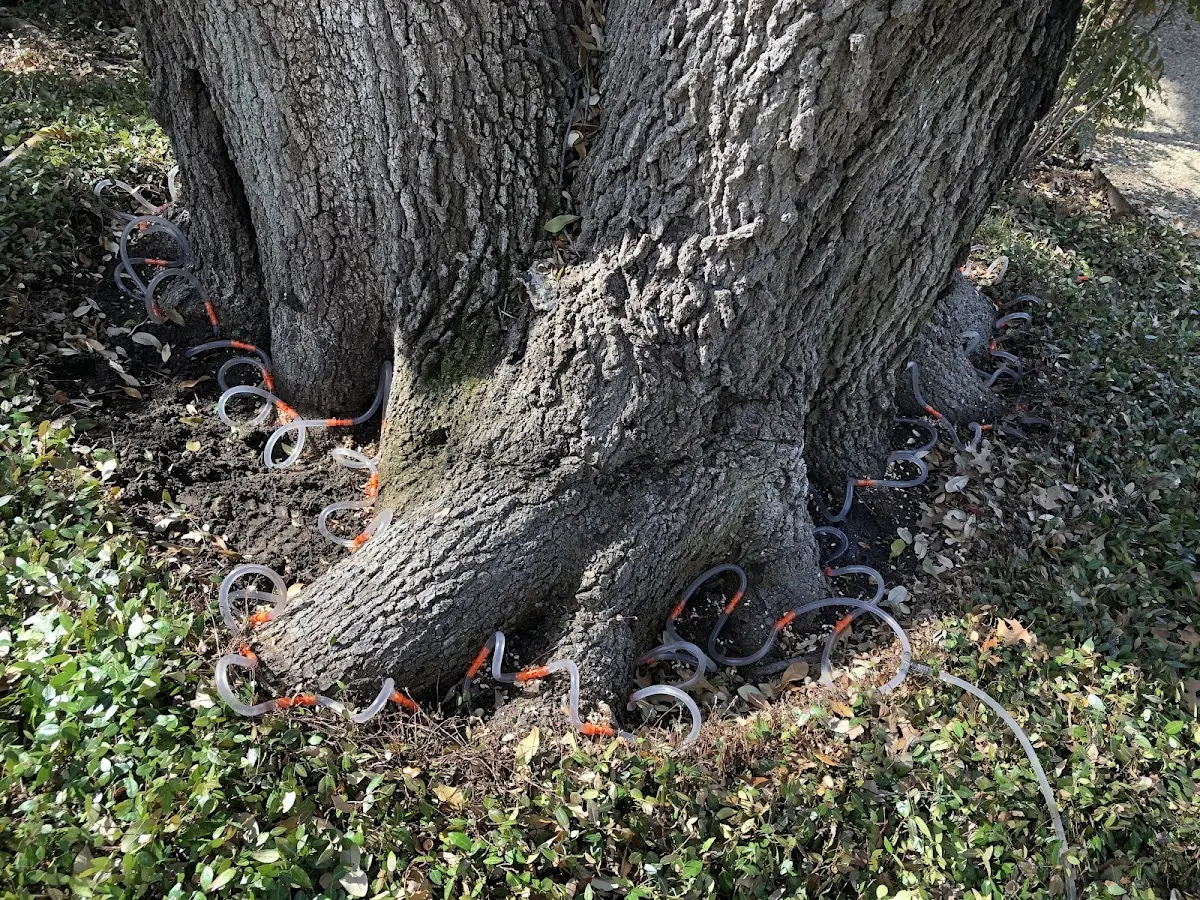 Detailed Tree Cabling and Bracing job site in Mortons Gap